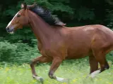 Ein braunes Warmblut Pferd galoppiert über eine blühende Wiese, sein schwarzes Haar weht im Wind.