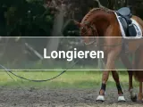 Ein Pferd wird an der Longe im Kreis geführt. Das Longieren ist eine Trainingsmethode für Pferde.