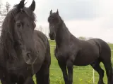 Zwei schwarze Pferde auf einer grünen Wiese. Das linke Pferd hat eine wallende Mähne, die an eine Pony-Frisur erinnert.