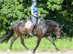 Reiterin auf einem dunklen Pferd mit langem, elegantem **hirschhals pferd**-ähnlichem Hals, im Freien auf einem Feld.