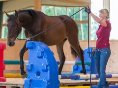 Braunes Pferd überwindet Hindernis, während Reiterin es an der Longe führt. Ein spannender Moment beim **pferd springen**-Training.