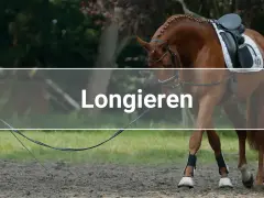 Ein Pferd wird an der Longe im Kreis geführt. Das Longieren ist eine Trainingsmethode für Pferde.