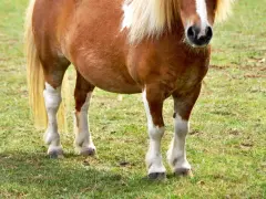 Braunes Pferd mit weißer Blesse und deutlich sichtbarer Wassereinlagerung am Bauch steht auf einer grünen Wiese.