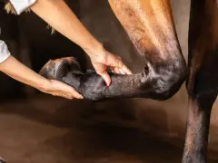 Tierärztin untersucht das Vorderbein eines Pferdes, das nach vorne entlastet wird.