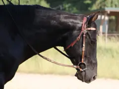 Ein schwarzes Pferd mit Trense und Sattel, das allein steht. Es wirkt, als ob das pferd wird von herde ausgegrenzt.
