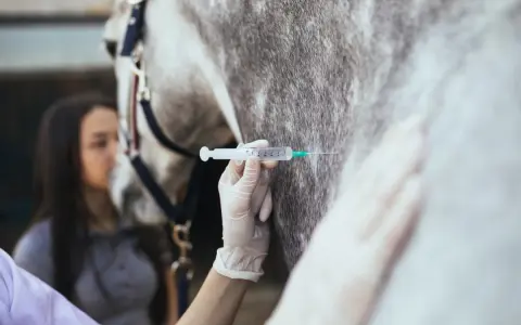 Tierärztin verabreicht einem Pferd eine Injektion. Die Spritze mit Rivanol wird vorsichtig in das Fell des Tieres eingeführt.