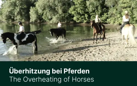 Reiter kühlen ihre Pferde im Fluss, um der Hitze zu entkommen.