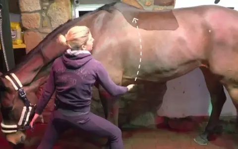 Eine Frau in Trainingskleidung macht eine Yoga-Übung mit einem Pferd. Sie berührt sanft den Bauch des Pferdes, während es ruhig steht.
