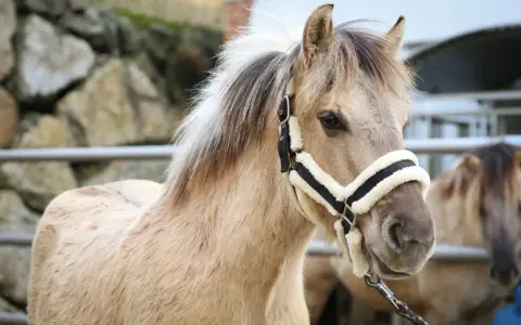 Ein freundliches norwegisches Fjordpferd mit seiner charakteristischen Mähne und einem Halfter.