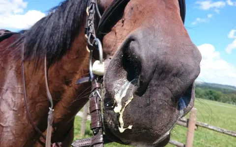 Ein braunes Pferd mit einem Zaumzeug, dessen Nüstern mit gelblichem Schleim bedeckt sind. Möglicherweise ein Anzeichen für allergischen Husten beim Pferd.