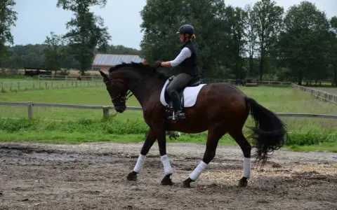 Reiterin mit Helm und weißer Weste reitet auf braunem Pferd mit Bandagen an den Beinen. Sie übt auf dem Reitplatz.