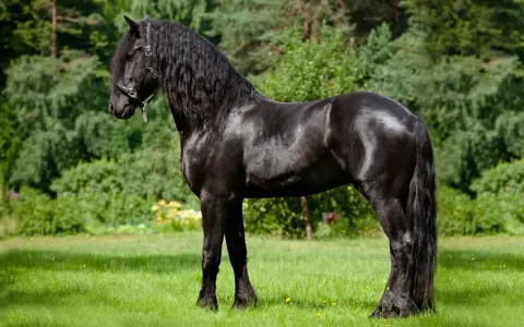 Ein majestätisches Friesenpferd mit glänzend schwarzem Fell und langer Mähne steht auf einer grünen Wiese vor Bäumen.