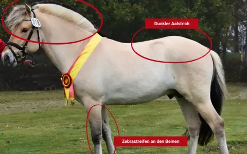 Ein Fjordpferd, eine kleine Pferderasse, mit charakteristischer Mähne und Zebramuster an den Beinen.