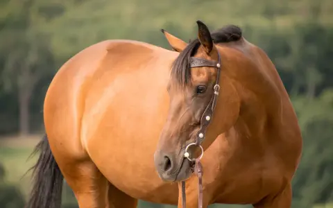 Braunes Pferd mit scharfem Gebiss und Lederhalfter, das auf einer grünen Wiese steht.