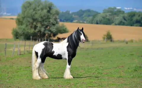 Ein majestätisches Tinker Pferd mit schwarz-weißer Fellzeichnung steht auf einer grünen Wiese.
