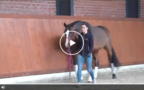 Eine Frau übt mit einem Pferd im Roundpen. Das Clickertraining mit dem Pferd zeigt eine harmonische Zusammenarbeit.