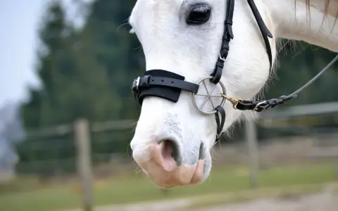 Ein weißes Pferd mit einem gebisslosen Zaumzeug. Sanfte Kommunikation beim gebisslos reiten.