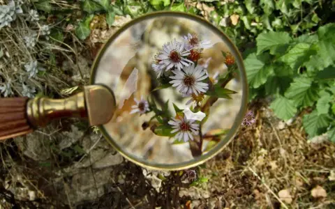 Lupe untersucht zarte Blüten, die wie giftpflanzen pferd aussehen könnten. Vorsicht ist geboten.