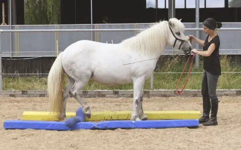 Eine Frau übt mit einem weißen Pferd Bodenarbeit. Das Pferd überquert geschickt bunte Hindernisse.