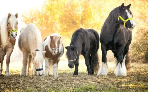 Fünf Pferde, darunter Ponys und ein Shire Horse, stehen nebeneinander. Eine Pferderasse mit C ist nicht klar erkennbar.