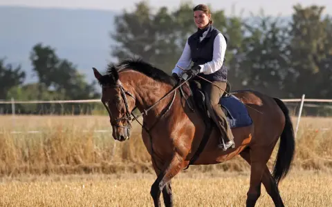 Reiterin auf braunem Pferd im Feld, die Zügel scheinen die Martingal Wirkung zu unterstützen, um den Kopf des Pferdes in Position zu halten.