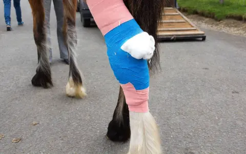 Pferdebiss am Bein: Verband aus rosa und blauer Binde schützt die Wunde. Was tun bei einem Pferdebiss?