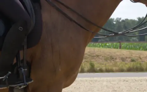 Ein Reiter auf einem braunen Pferd, das schnell schwitzt. Man sieht die Beine des Reiters in schwarzen Reithosen und Stiefeln, die Zügel und den Hals des Pferdes.