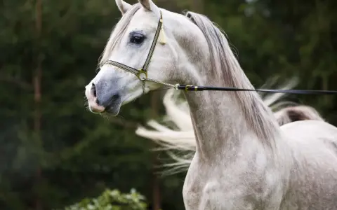 Edler **Araber Kopf** mit feiner Schnauze und elegantem Zaumzeug, im Hintergrund grüner Wald.