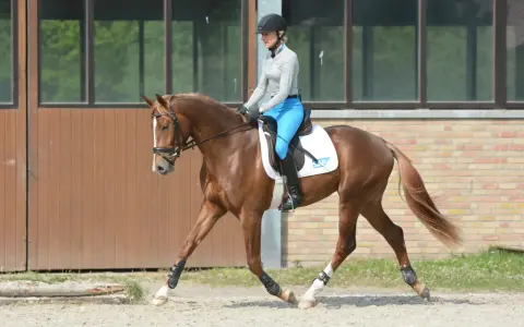 Reiterin in blauer Reithose und Helm übt Dressur mit braunem Pferd.