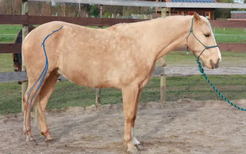 Ein isg pferd mit blauen Linien auf dem Hinterbein steht auf einem Reitplatz.