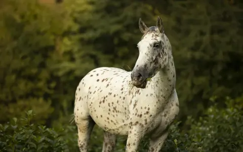 Ein gesprenkeltes Pferd, wie Pippi Langstrumpf es liebte, frisst Gras. Die Rasse ist unklar, aber es ist ein schöner Anblick.