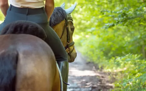 Reiterin auf einem braunen Pferd im Wald. Die Sitzschulung Reiten konzentriert sich auf eine harmonische Verbindung zwischen Reiter und Pferd.