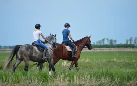 Zwei Reiterinnen auf Pferden im Feld. Die Frage "wie lange braucht man um reiten zu lernen" beschäftigt viele Anfänger.