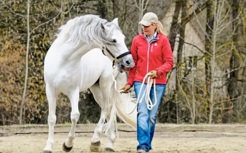 Ein weißes Pferd mit wallender Mähne schnappt nach seiner Reiterin, die es an der Longe führt.