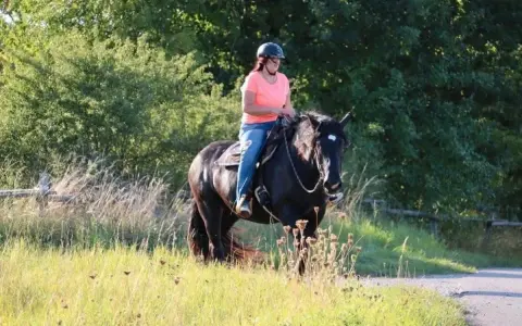 Eine Frau reitet auf einem kräftigen Noriker-Pferd durch eine sonnige Wiese.