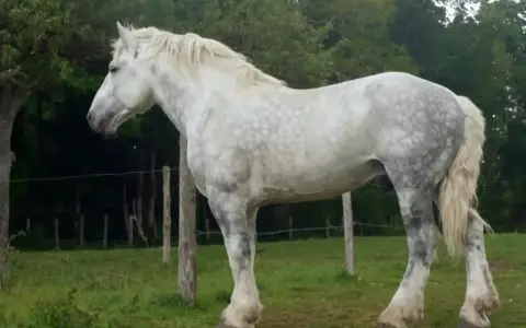 Ein majestätisches Percheron Pferd mit schimmerndem Fell steht auf einer grünen Wiese, umgeben von Bäumen und Zäunen.