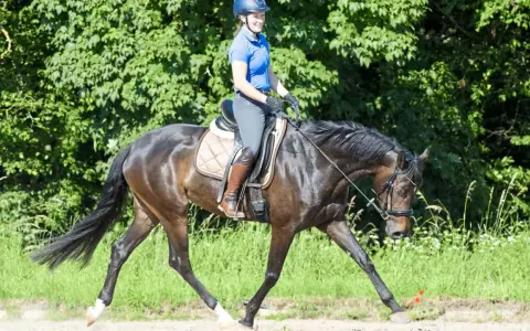 Reiterin auf einem dunklen Pferd mit langem, elegantem **hirschhals pferd**-ähnlichem Hals, im Freien auf einem Feld.