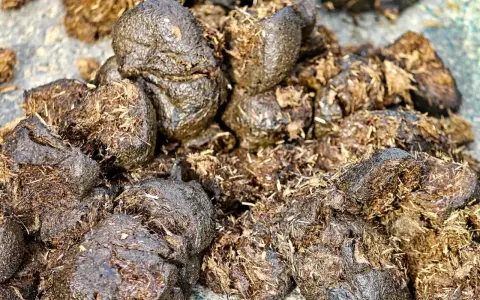 Haufen feuchter Pferdeäpfel, die auf Durchfall hindeuten. Vielleicht ein Hinweis auf natürliche Hausmittel für Pferde.