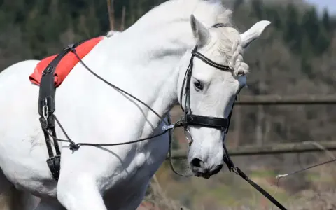 Ein weißes Pferd mit Zügeln und einem roten Sattelgurt. Verschiedene Ausbinder Arten sind hier zu sehen, die dem Pferd Halt geben.