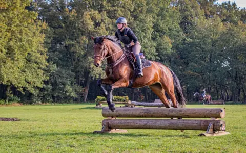 Reiterin mit Helm und Weste meistert mit ihrem braunen Pferd einen Sprung über ein Holzhindernis beim cross country reiten.