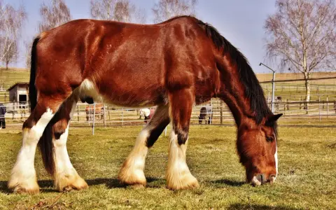 Ein kräftiges braunes Pferd mit weißen Beinfesseln, typisch für englische Pferderassen, grast friedlich auf einer sonnigen Weide.