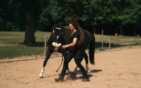 Frau führt braunes Pferd auf Sandplatz, bereit für Dressur reiten.