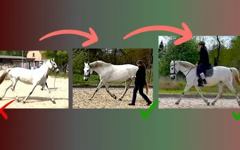 Schritt reiten: Vom falschen zum richtigen Gang für Muskelaufbau. Pferd wird korrekt geführt und geritten.