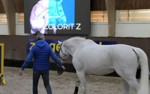 Ein Mann führt ein weißes Pferd. Auf dem Bildschirm im Hintergrund steht "COLORIT Z", eine bekannte Pferderasse mit Z.