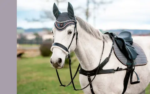Ein weißes Pferd mit einem eleganten Zaumzeug und einer Satteldecke, bereit für den Ausritt.