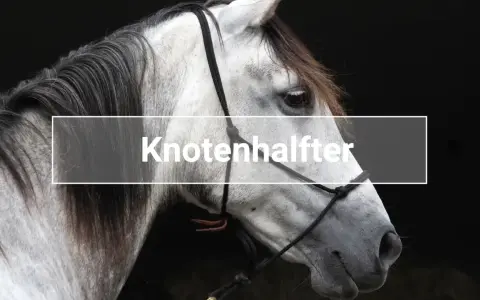 Ein graues Pferd mit einem Knotenhalfter.
