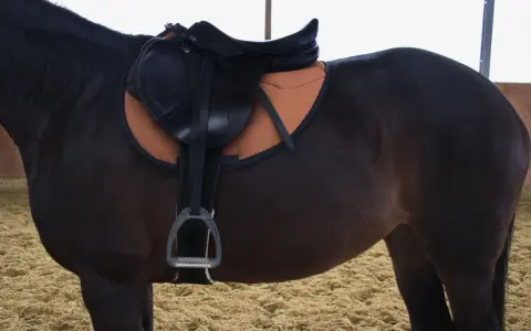 Ein braunes Pferd mit Sattel und Sattelgurt. Der Sattelgurt ist richtig angelegt und liegt gut auf dem Pferderücken.