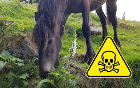 Ein Pferd frisst in der Nähe einer Fingerhutpflanze. Ein Warnschild mit Totenkopf weist auf die Gefahr einer Selenvergiftung bei Pferden hin.
