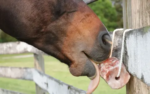 Ein braunes Pferd leckt genüsslich an einem rosafarbenen Salzleckstein, der an einem Holzzaun hängt.