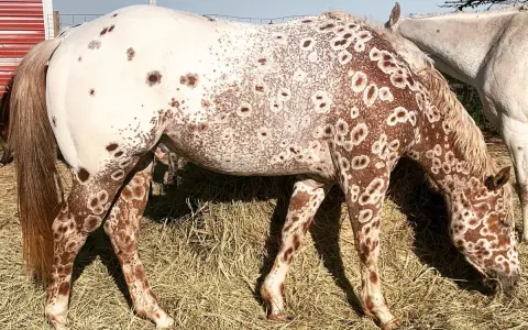 Ein Appaloosa-Pferd mit einzigartigen braunen Flecken auf weißem Fell, das auf einer Heuballenwiese frisst. Die Appaloosa-Farben sind atemberaubend.